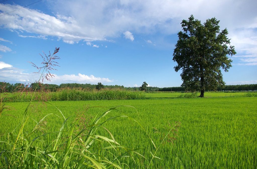 L’ambiente entra nella Costituzione