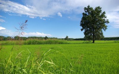 L’ambiente entra nella Costituzione